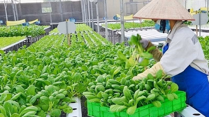 Sản xuất nông nghiệp công nghệ cao tại Hà Nội. 