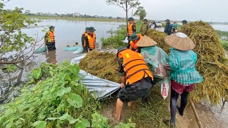 Bộ đội giúp nông dân thu hoạch lúa mùa bị ngập úng. Bộ đội giúp nông dân thu hoạch lúa mùa bị ngập úng.