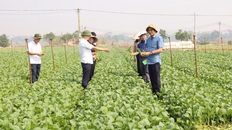 Nhiều diện tích rau xanh ở huyện Mê Linh đã cho thu hoạch. 