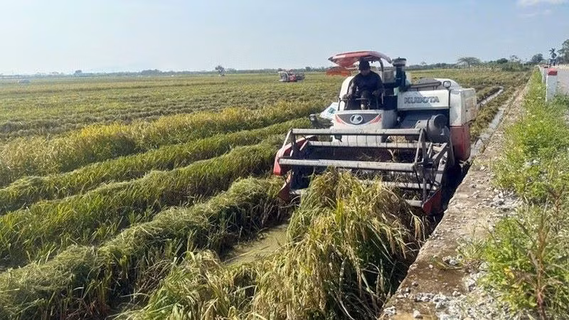 Thu hoạch lúa tại huyện Chương Mỹ. 