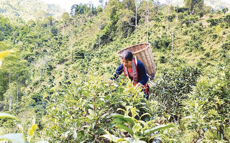 Người dân thôn Phìn Hồ, xã Thông Nguyên, huyện Hoàng Su Phì thu hái chè Shan tuyết cổ thụ.