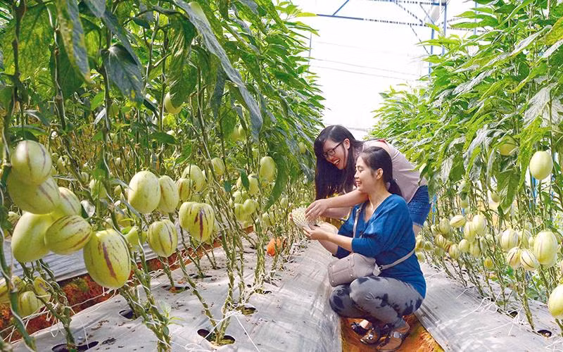 Sản xuất nông nghiệp ứng dụng công nghệ cao tại Lâm Đồng. Sản xuất nông nghiệp ứng dụng công nghệ cao tại Lâm Đồng.