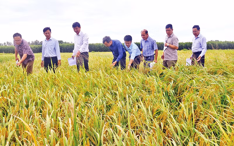 Cán bộ chức năng tỉnh Hậu Giang đánh giá chất lượng giống lúa trồng khảo nghiệm ở vùng đất phèn, mặn của huyện Long Mỹ trong vụ lúa hè thu.