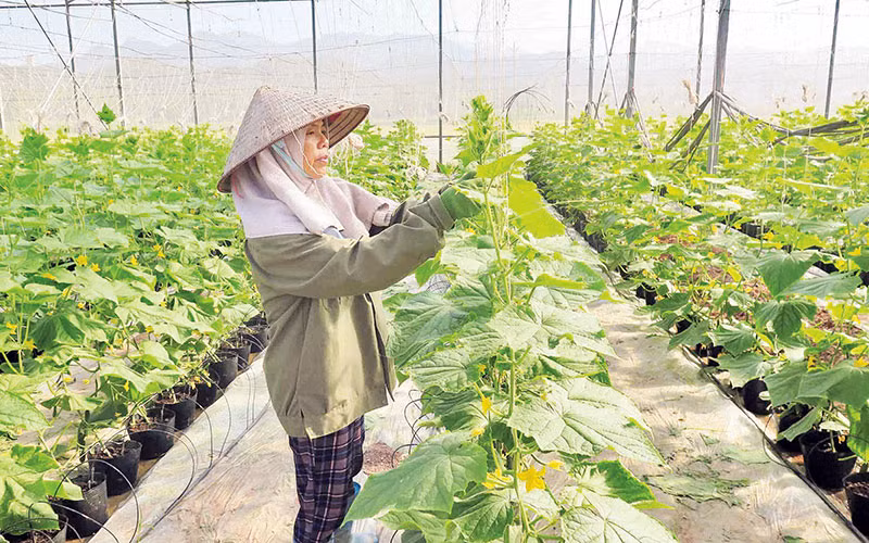 Hội viên Hợp tác xã rau, củ quả Gia Cát, Cao Lộc ứng dụng khoa học-công nghệ vào trồng rau theo tiêu chuẩn Viet GAP.
