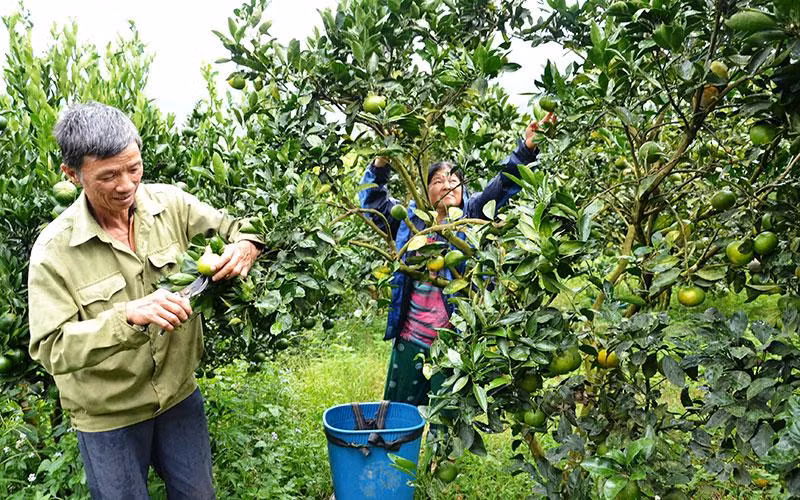 Thu hoạch quýt ngọt ở huyện Mường Khương, tỉnh Lào Cai. (Ảnh QUỐC HỒNG)