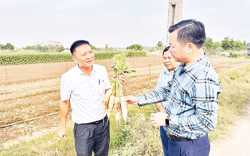 Khảo sát quy trình sản xuất tại Hợp tác xã dịch vụ nông nghiệp Đông Cao, thôn Đông Cao, xã Tráng Việt, huyện Mê Linh. (Ảnh Bảo Duy)