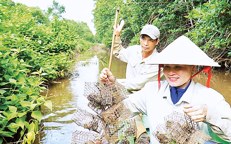 Vợ chồng ông Châu Văn Mười (xã Tam Giang, huyện Năm Căn) có thêm thu nhập nhờ đặt bẫy bắt chù ụ.
