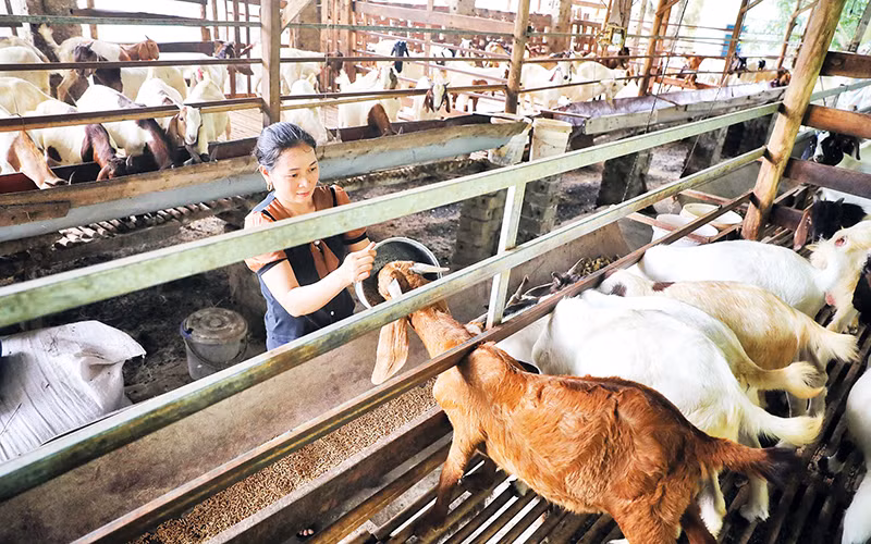 Xuân này, gia đình chị Nguyễn Thị Thêm, thôn Nam Đồng, xã Danh Thắng nhờ vốn vay ưu đãi của ngân hàng đã phấn khởi mở rộng chăn nuôi, tạo thu nhập bền vững cho gia đình.
