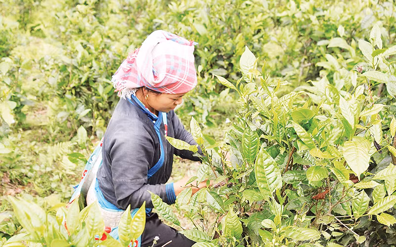 Nông dân vùng cao xã Bản Liền thu hoạch chè Shan tuyết.