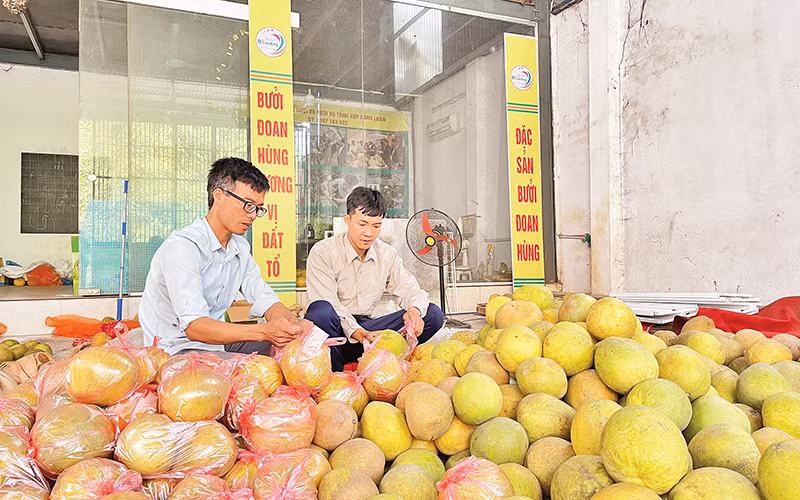 Bưởi là cây trồng chủ lực của huyện Đoan Hùng, đem lại hiệu quả kinh tế cao.