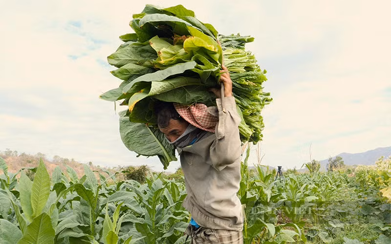 Lâu nay, trồng cây thuốc lá là một trong những sinh kế căn bản của người nông dân ở một số vùng có ít lựa chọn sản phẩm cây trồng.