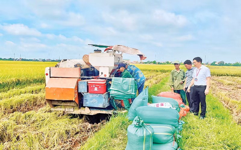 Xã viên Hợp tác xã Nam Cường, xã Khánh Cường, huyện Yên Khánh thu hoạch lúa. 