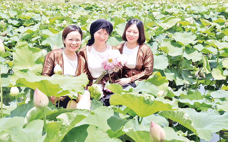 Du lịch trải nghiệm tại đầm sen xã Phù Vân, thành phố Phủ Lý.
