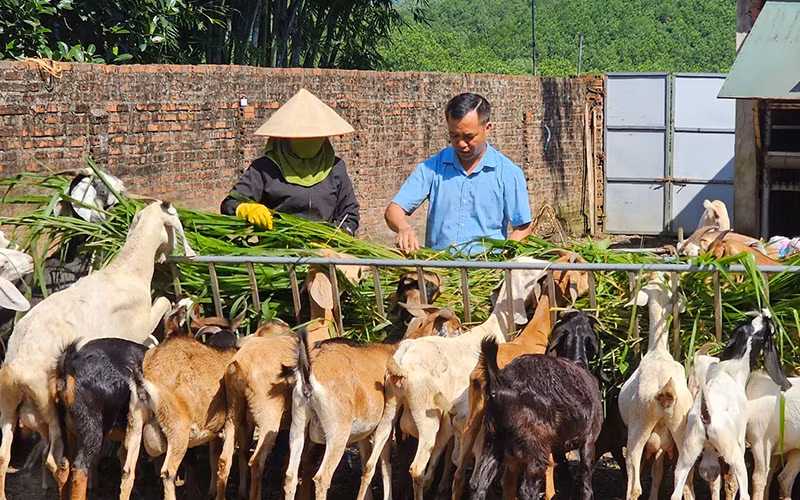 Mô hình nuôi dê sinh sản mang lại giá trị kinh tế cho hộ gia đình Phạm Viết Cao ở xã Quảng Tân, huyện Đầm Hà, tỉnh Quảng Ninh.
