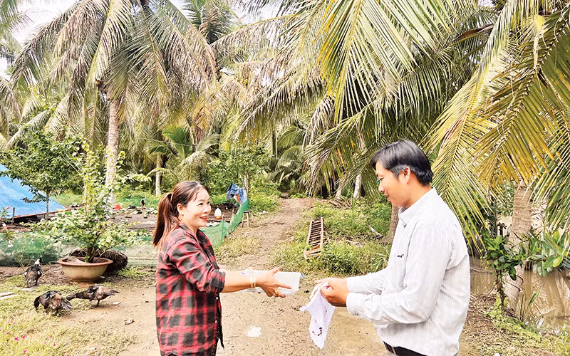 Phóng thích ong để diệt sâu đầu đen hại dừa tại huyện Mỏ Cày Nam, tỉnh Bến Tre.
