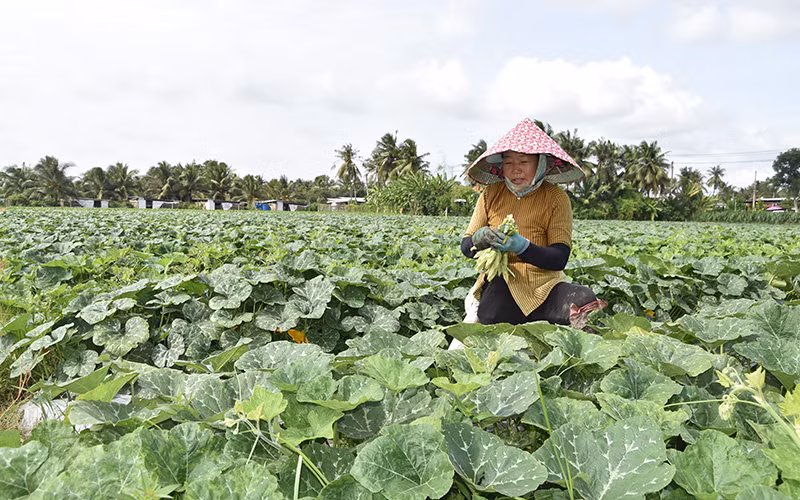 Nông dân xã Bình Nhì, huyện Gò Công Tây (Tiền Giang) chuyển đổi thành công từ đất lúa kém hiệu quả sang trồng rau màu.