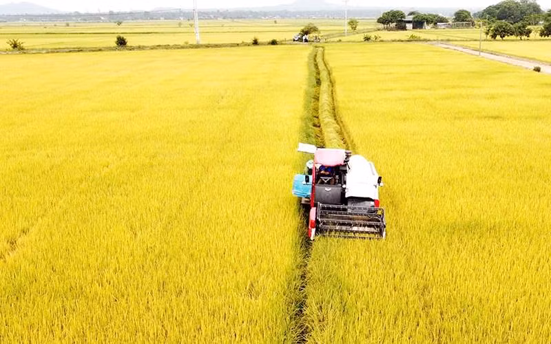 Mùa thu hoạch tại Đắk Nông.