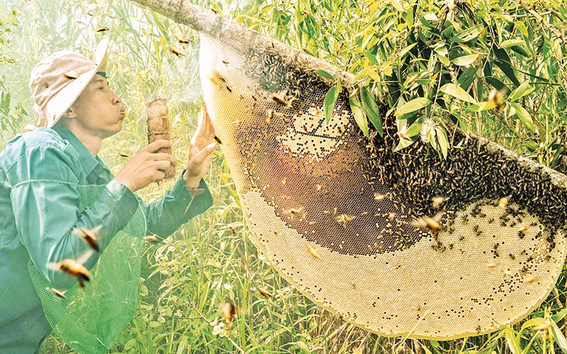 Anh Phạm Duy Khanh, xã Khánh Bình Tây Bắc, huyện Trần Văn Thời, thu hoạch mật ong.