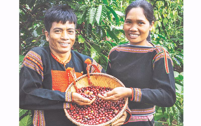 Thu hoạch cà-phê ở xã Dliê Ya, huyện Krông Năng, tỉnh Đắk Lắk. (Ảnh Hà Anh)