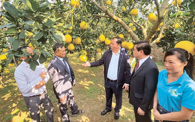 Bí thư Tỉnh ủy Hòa Bình Nguyễn Phi Long (thứ 3 từ phải sang) đang kiểm tra vườn bưởi tại huyện Yên Thủy trước khi xuất khẩu.