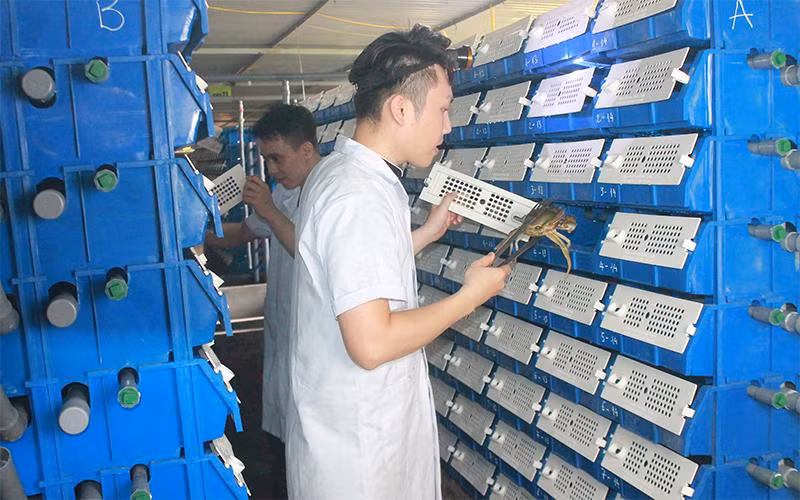 Cua bể nuôi tại trang trại của anh Nguyên Vũ.