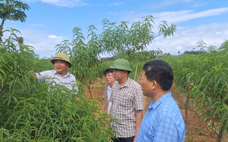 Mô hình Dân vận khéo chuyển đổi từ cây lúa sang trồng đào, quất mang lại hiệu quả kinh tế tại xã Hợp Lý, huyện Triệu Sơn (Thanh Hóa) đang được nhân rộng.
