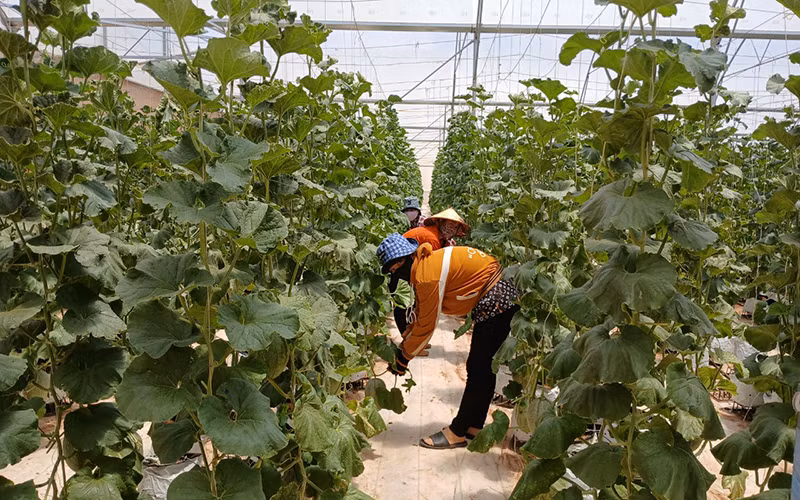 Chăm sóc dưa trong nhà lưới trồng trên đồi cát tại tỉnh Bình Thuận. Chăm sóc dưa trong nhà lưới trồng trên đồi cát tại tỉnh Bình Thuận.