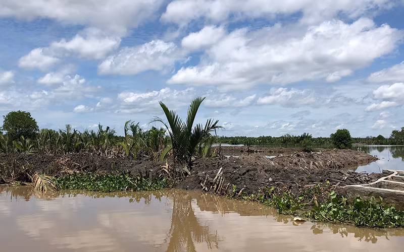 Tại đầm Đông Hồ, một nhóm người đã chặt bỏ cây dừa nước, đắp đập bao chiếm đất.