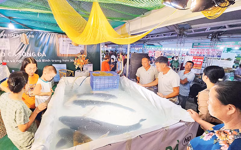 Những con cá trắm đen vài chục ki-lô-gam đã được mang ra Lễ hội cá sông Đà lần thứ nhất năm 2023. (Ảnh TRẦN HẢO)