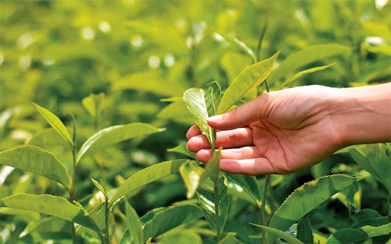 Để chè Việt vươn xa