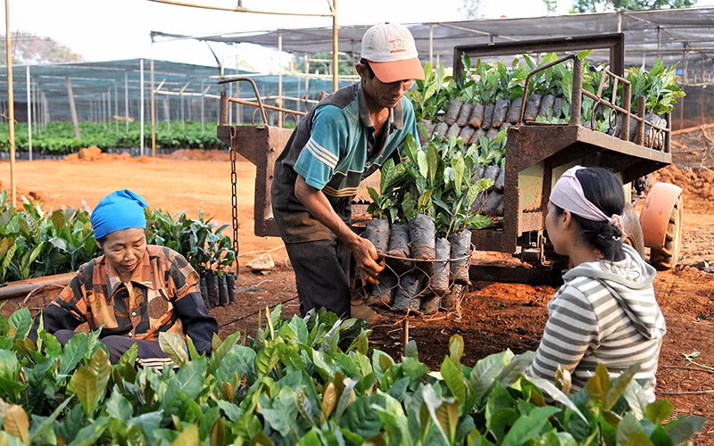 Chuẩn bị giống cây cà-phê cho vụ mới tại thành phố Buôn Ma Thuột (Đắk Lắk). (Ảnh ANH SƠN) 