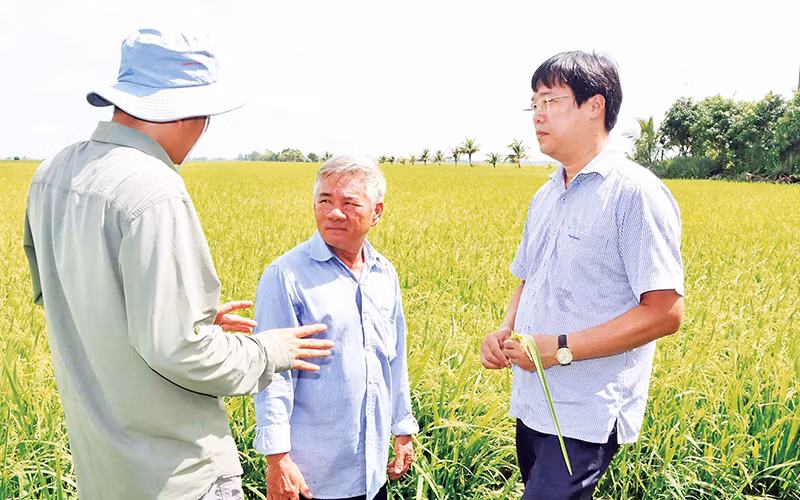 Lãnh đạo Tỉnh ủy Đồng Tháp (người bên phải) thăm mô hình lúa sinh thái của nông dân.