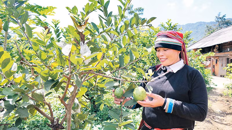 Chương trình cải tạo vườn tạp giúp người dân thôn Nặm Đăm, xã Quản Bạ, huyện Quản Bạ thoát nghèo.