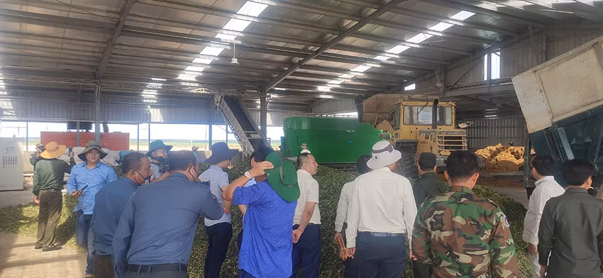 Thức ăn cho bò được chế biến từ cỏ tươi trồng trong nông trường. (Ảnh: NGUYỄN HIỆP)