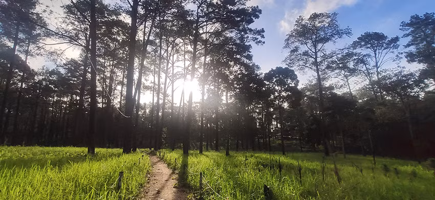 Rừng thông trên núi Kirirom thuộc tỉnh Kampong Speu (Ảnh: Nguyễn Hiệp)