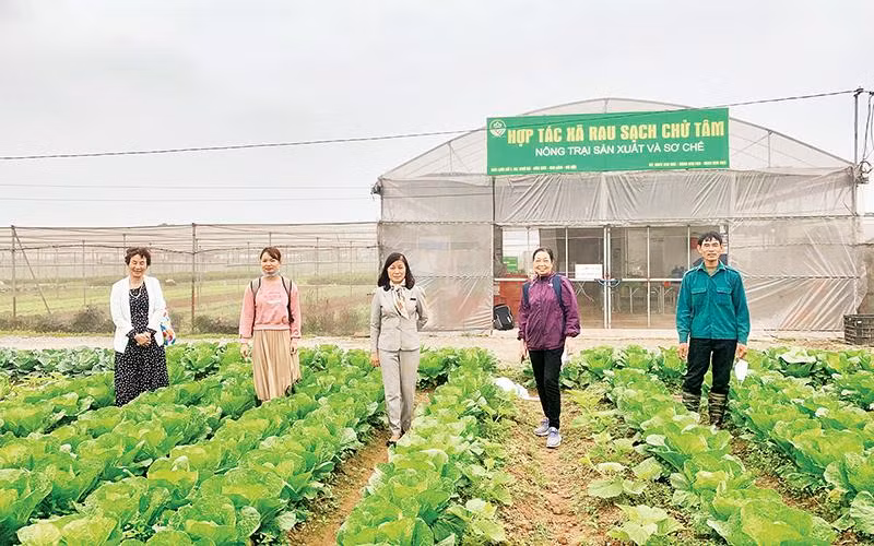Xây dựng mô hình liên kết khả thi trong sản xuất, tiêu thụ rau an toàn là tâm nguyện của bà Bùi Thị An (ngoài cùng, bên trái). Xây dựng mô hình liên kết khả thi trong sản xuất, tiêu thụ rau an toàn là tâm nguyện của bà Bùi Thị An (ngoài cùng, bên trái).