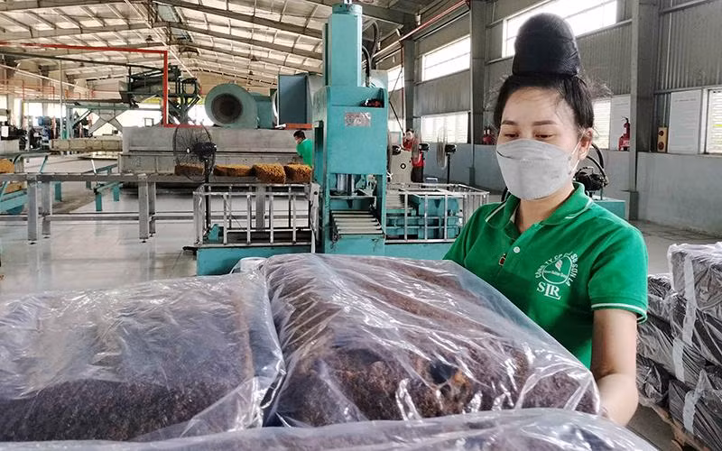 Tập đoàn Công nghiệp Cao-su Việt Nam đã đầu tư nhà máy chế biến mủ cao-su tại Sơn La.