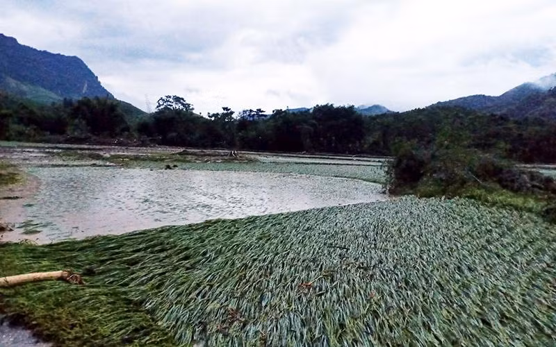 Thủy điện đồng loạt xả lũ là một trong những nguyên nhân khiến hàng trăm héc-ta lúa tại huyện Quang Bình (Hà Giang) bị ngập úng vào tháng 9 vừa qua.