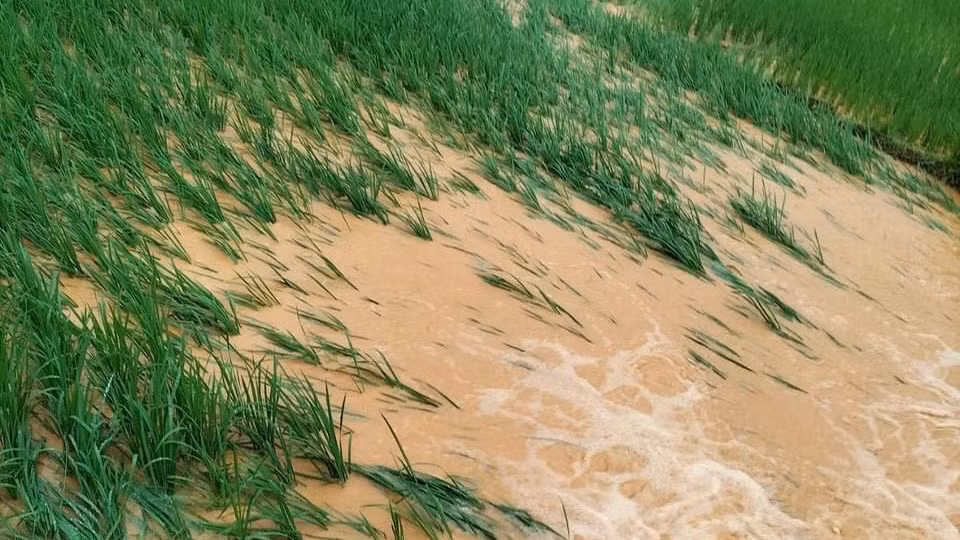 Nhiều diện tích lúa bị ngập úng.