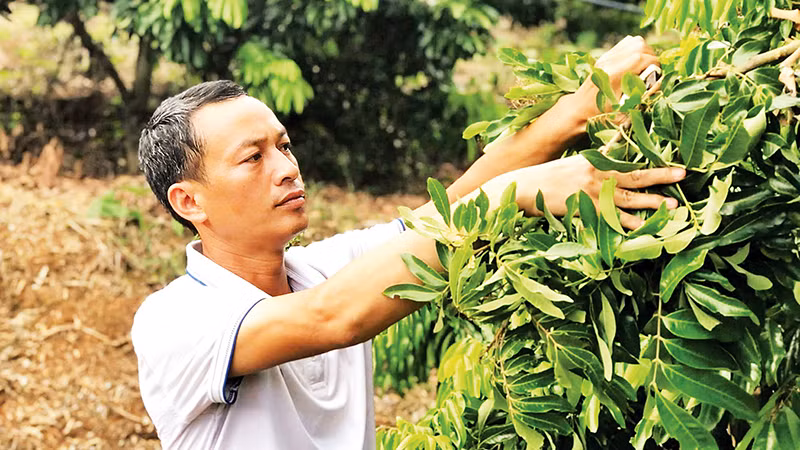 Ông Lường Văn Mười, một trong 63 nông dân xuất sắc Việt Nam năm 2024, ở xã Chiềng Khoong, tỉnh Sơn La, trồng nhãn thoát nghèo. (Ảnh QUỐC TUẤN)