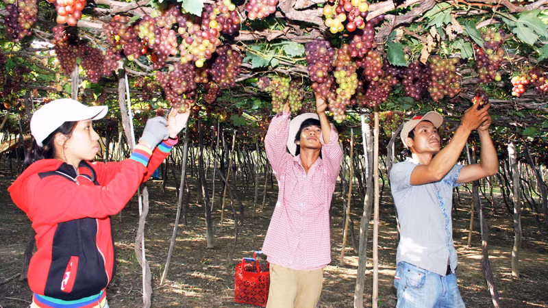 Nông dân xã Vĩnh Hải, huyện Ninh Hải (Ninh Thuận) chăm sóc nho theo tiêu chuẩn VietGAP.