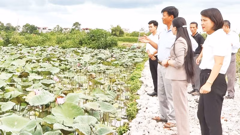 Mô hình trồng sen ở huyện Ứng Hòa giúp người dân nâng cao thu nhập. (Ảnh LÊ HẢI)