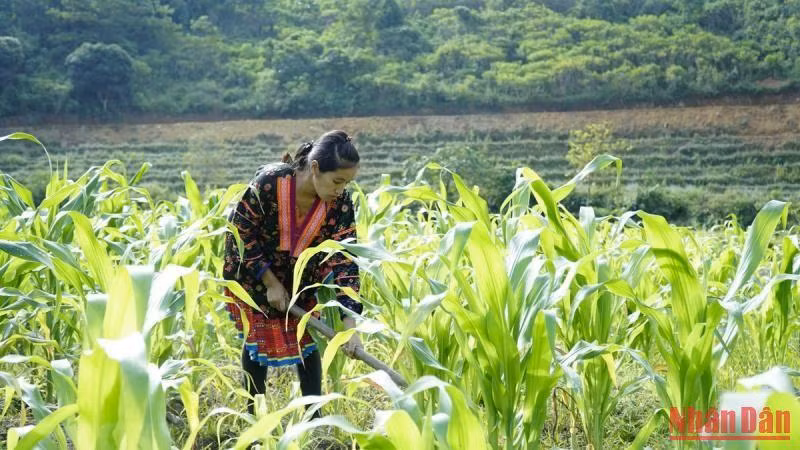 Người dân Mường Chà, Điện Biên chăm sóc cây ngô. Người dân Mường Chà, Điện Biên chăm sóc cây ngô.