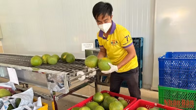 Sản phẩm bưởi da xanh sẽ được xuất khẩu sang thị trường Hoa Kỳ trong thời gian tới.