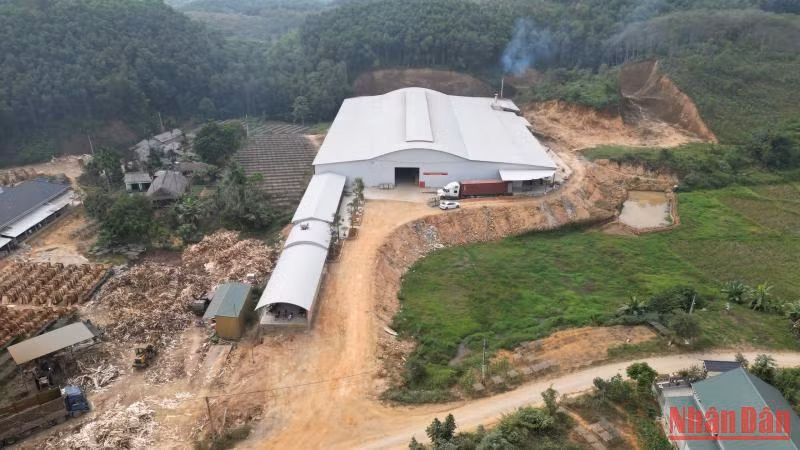 Nhiều cơ sở chế biến, sản xuất, kinh doanh gỗ xây dựng không phép trên đất rừng sản xuất và đất lúa ở khu 6 xã Ấm Hạ.