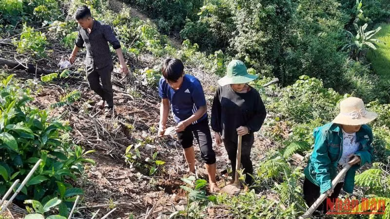 Trồng cây quế là hướng đi hiệu quả trong tái cơ cấu ngành nông nghiệp, góp phần tăng thu nhập, ổn định đời sống cho người dân huyện Nậm Nhùn (tỉnh Lai Châu). Trồng cây quế là hướng đi hiệu quả trong tái cơ cấu ngành nông nghiệp, góp phần tăng thu nhập, ổn định đời sống cho người dân huyện Nậm Nhùn (tỉnh Lai Châu).