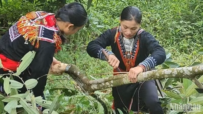 Khai thác và chế biến quế ở Lào Cai.