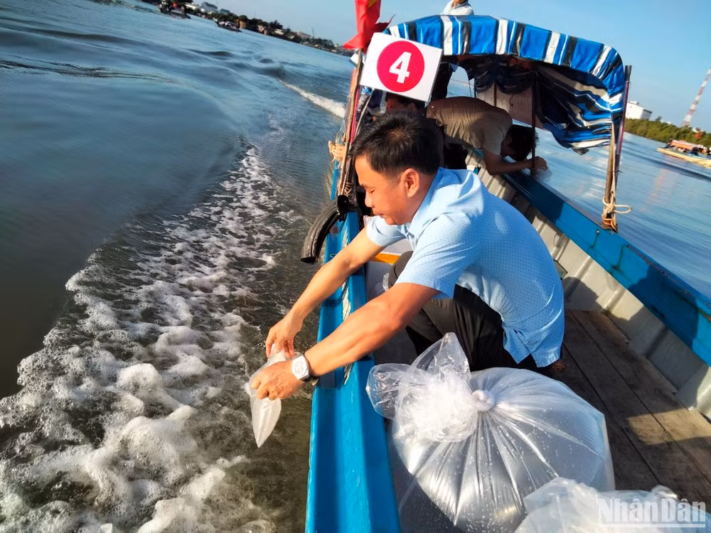 Thả giống thủy sản về tự nhiên tại đầm Đông Hồ, thành phố Hà Tiên, tỉnh Kiên Giang. 