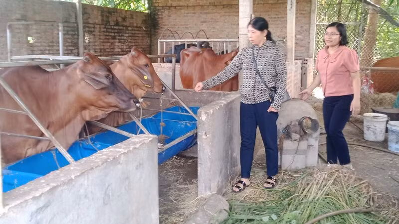 Huyện Phú Bình đang đẩy mạnh phát triển chăn nuôi bò theo hướng bền vững, hàng hóa.