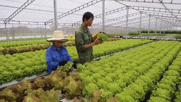 Trồng rau sạch. (Nguồn: TTXVN)
